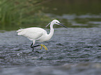 walking Little Egret