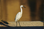 little egret