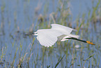 little egret