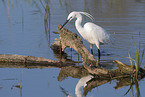 little egret