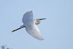 little egret