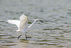 little egret