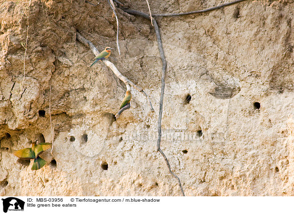little green bee eaters / MBS-03956