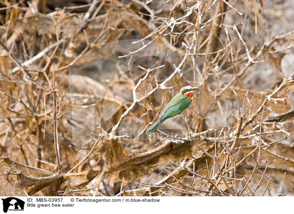 Smaragdspint / little green bee eater / MBS-03957