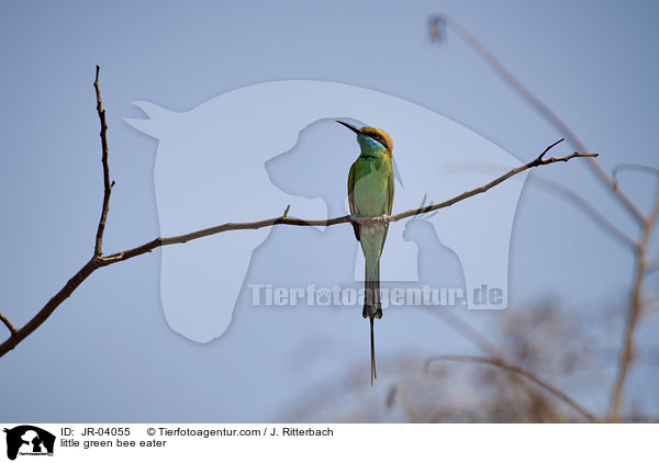 little green bee eater / JR-04055