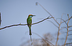 little green bee eater