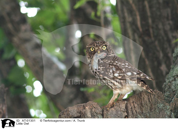 Little Owl / AT-01301