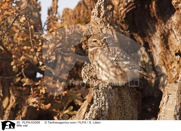 little owl / FLPA-02066