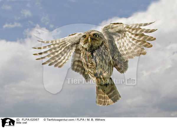 little owl / FLPA-02067