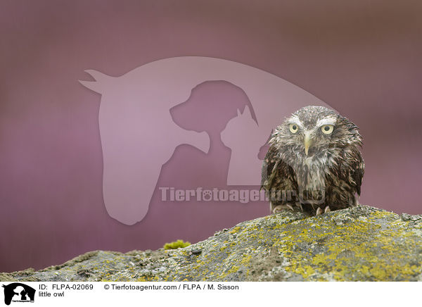 little owl / FLPA-02069