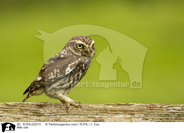 little owl / FLPA-02073