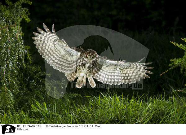 little owl / FLPA-02075