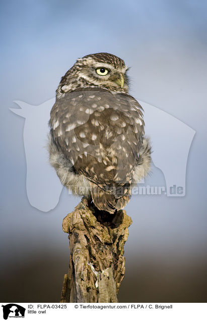 little owl / FLPA-03425