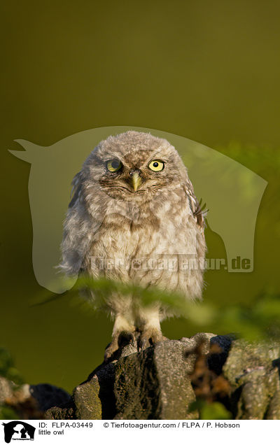 Steinkauz / little owl / FLPA-03449