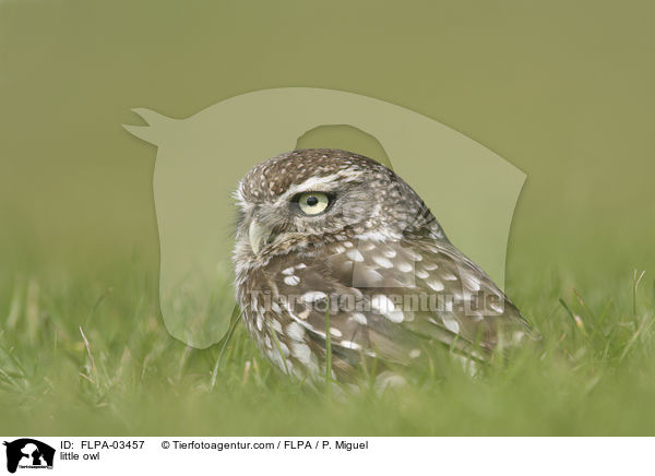 little owl / FLPA-03457