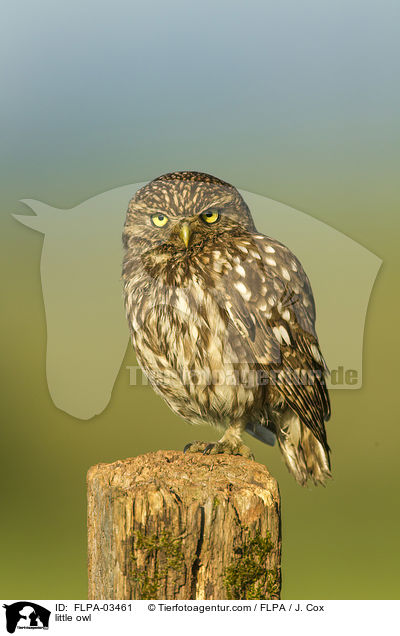 Steinkauz / little owl / FLPA-03461
