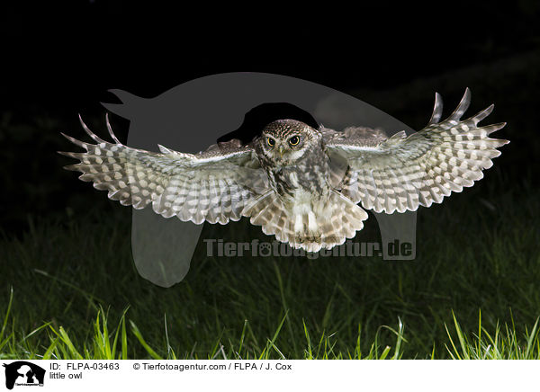 little owl / FLPA-03463