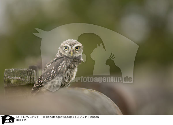 little owl / FLPA-03471