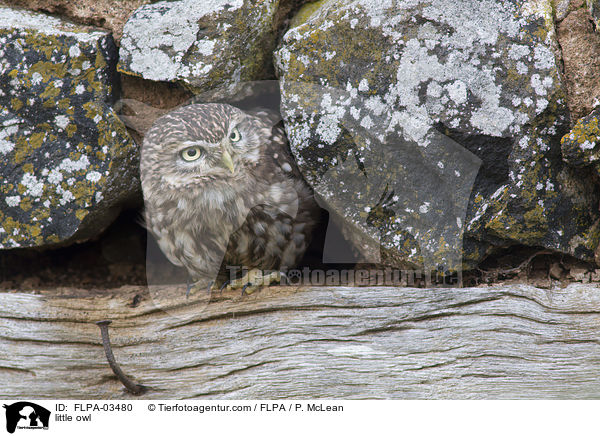 little owl / FLPA-03480