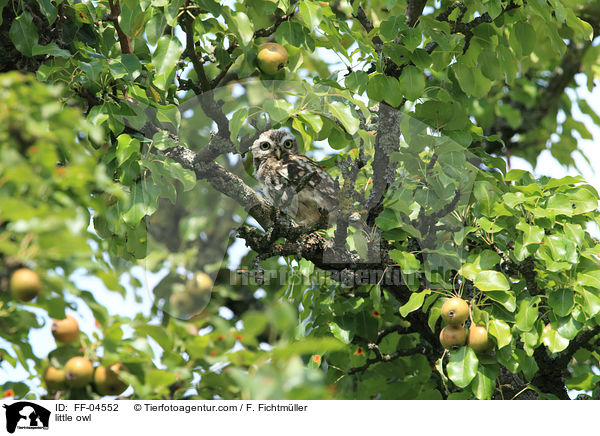 little owl / FF-04552