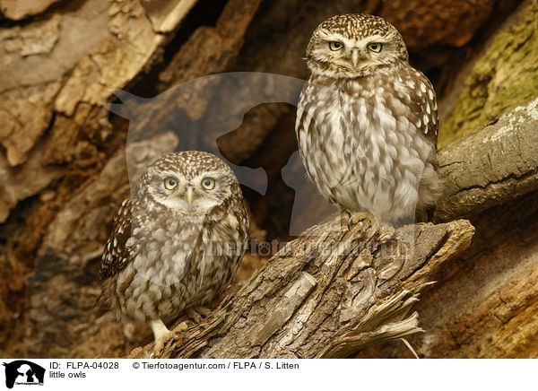 little owls / FLPA-04028