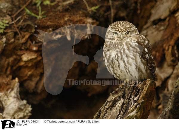 little owl / FLPA-04031