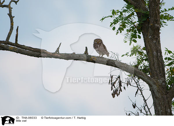 Steinkauz / little owl / THA-06033