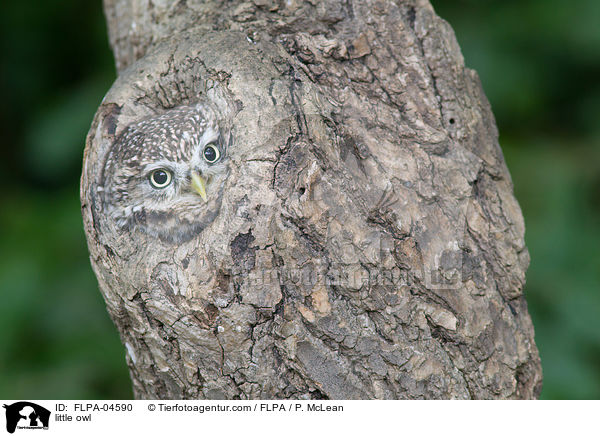 little owl / FLPA-04590