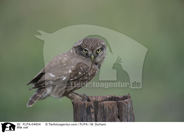 little owl / FLPA-04604