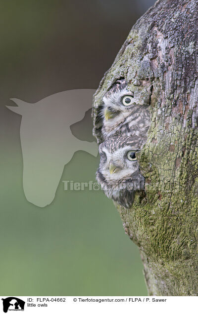 little owls / FLPA-04662
