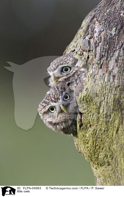 little owls / FLPA-04663
