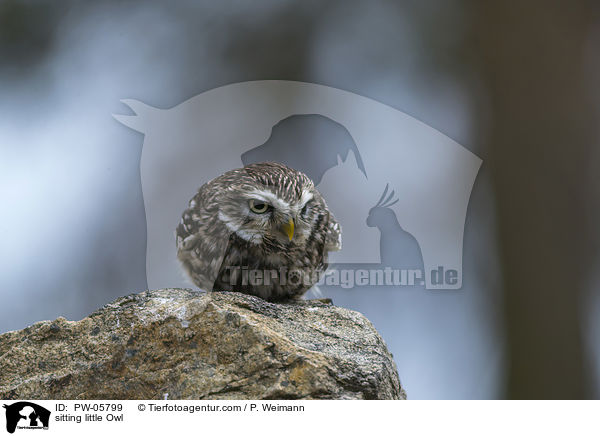 sitting little Owl / PW-05799