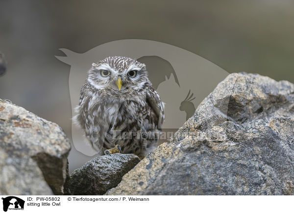 sitting little Owl / PW-05802
