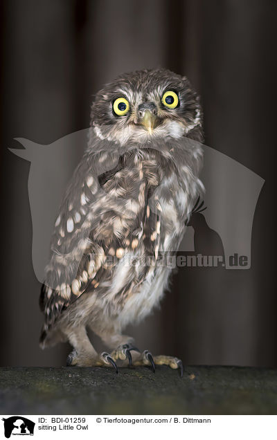 sitzender Steinkauz / sitting Little Owl / BDI-01259