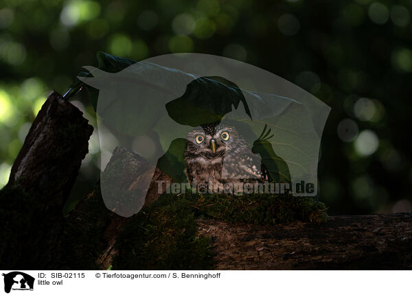 little owl / SIB-02115