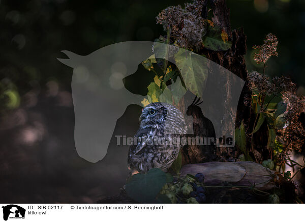 little owl / SIB-02117