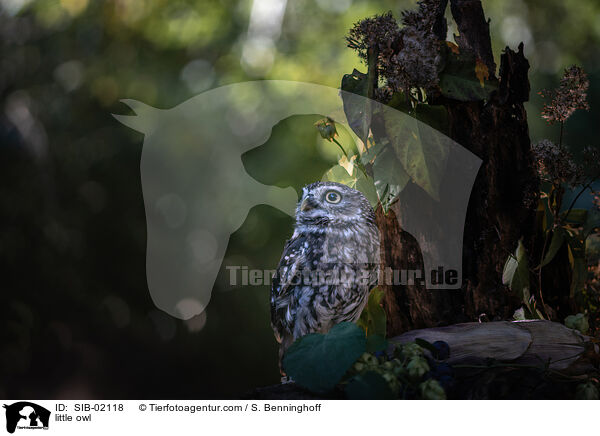 little owl / SIB-02118