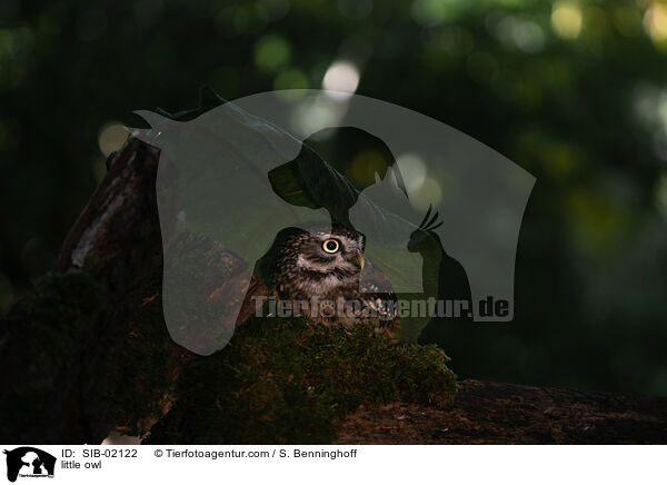 little owl / SIB-02122