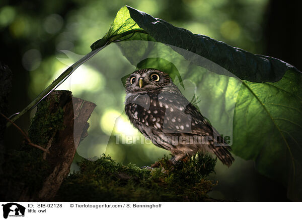 little owl / SIB-02128