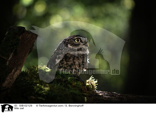 little owl / SIB-02129