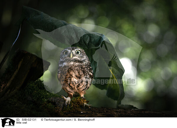 little owl / SIB-02131