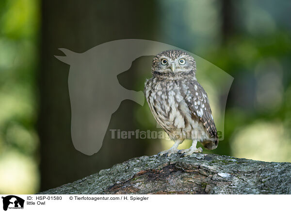 little Owl / HSP-01580
