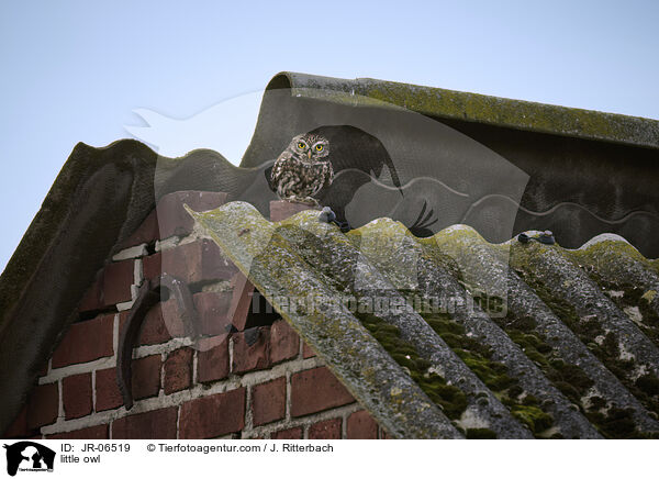 little owl / JR-06519