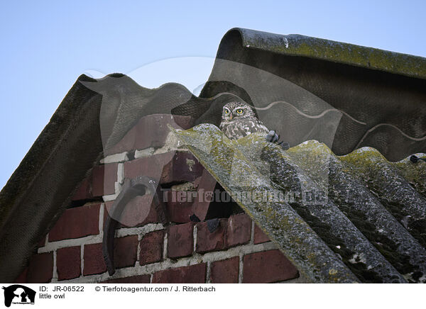 little owl / JR-06522