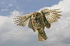little owl