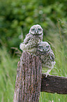 little owls