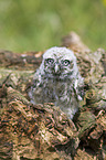 little owl