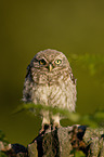 little owl