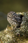 little owl