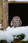 little owl